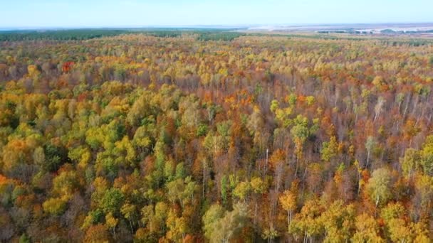 Quadricóptero voador alto sobre os topos de árvores coloridas na floresta de outono — Vídeo de Stock