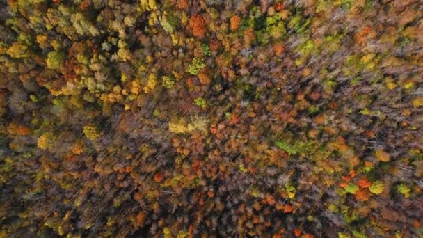 Високий літаючий квадрокоптер над вершинами барвистих дерев в осінньому лісі — стокове відео