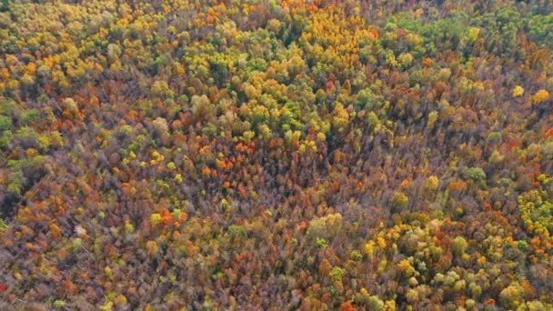 Vysoký létající quadcopter nad vrcholky barevných stromů v podzimním lese — Stock video