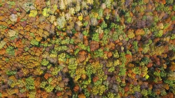 Magas repülő kvadkopter a fák tetején az őszi erdőben — Stock videók