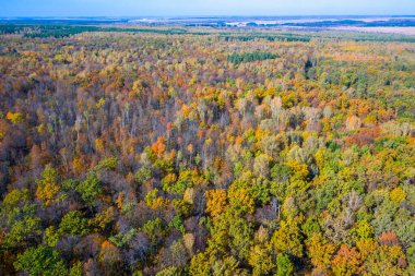 Sonbahar ormanlarındaki çok renkli ağaçların havadan çekilmiş fotoğrafı..