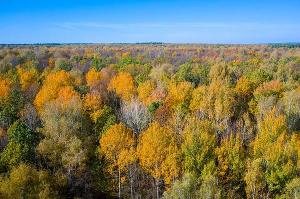Fotos Aéreas Árvores Multicoloridas Brilhantes Durante Queda Folha Floresta Outono — Fotografia de Stock