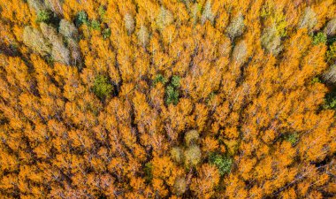 Sonbahar ormanlarındaki parlak turuncu gökkuşağının fotoğrafları..