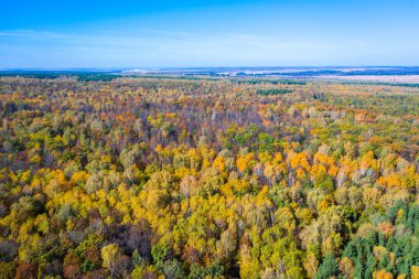 Sonbahar ormanlarındaki çok renkli ağaçların havadan çekilmiş fotoğrafı..