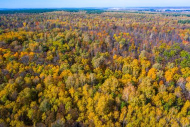 Sonbahar ormanlarındaki çok renkli ağaçların havadan çekilmiş fotoğrafı..
