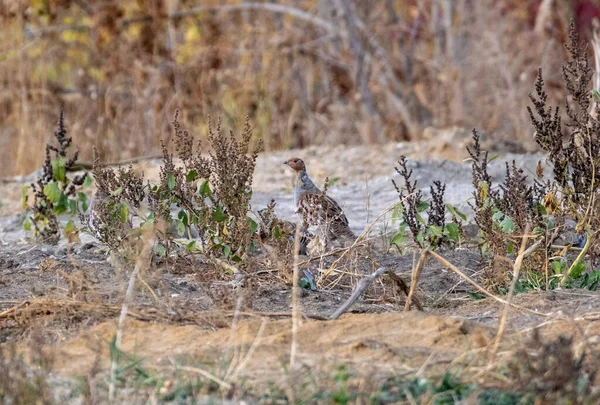 Flock Grey Partridges Hiding Grass — Stock Photo, Image