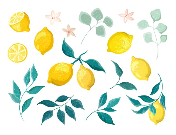 Sammlung Von Zitronen Auf Zweigen Mit Blumen Isoliert Auf Weißem — Stockvektor