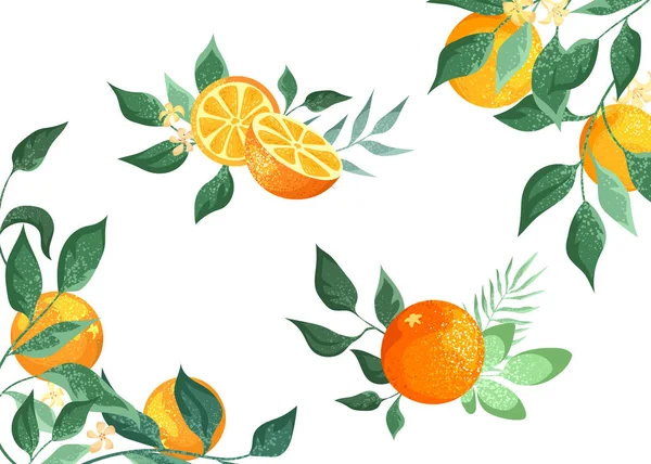 装飾的なオレンジの組成 白い背景に隔離された要素 葉や花とオレンジの果物 フレーム — ストックベクタ