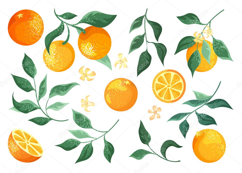 Collection of oranges fruits, branches and flowers on a white background. Vector clip art botanical illustration