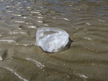  bir plastik torba Northsea Hollanda deniz kıyısı                 