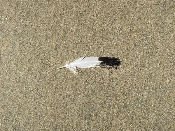 Black and white colored feather laying on the beach — Stock Photo, Image