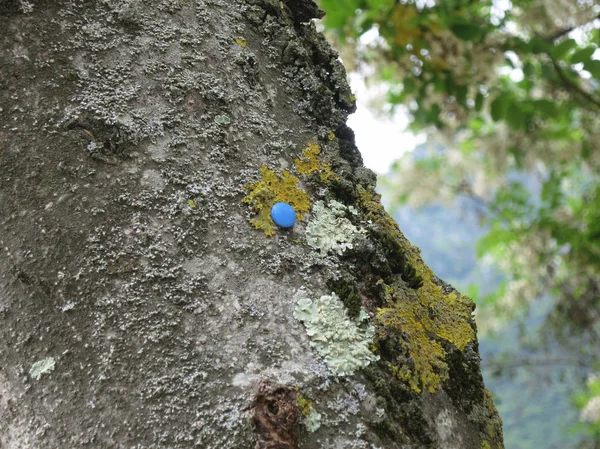 Empuje azul en la corteza de un viejo árbol en el prado — Foto de Stock
