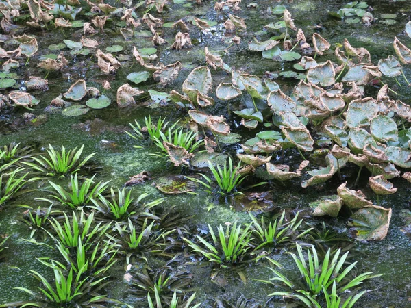 Kleiner Teich voller Seerosen und anderer grüner Wasserpflanzen — Stockfoto