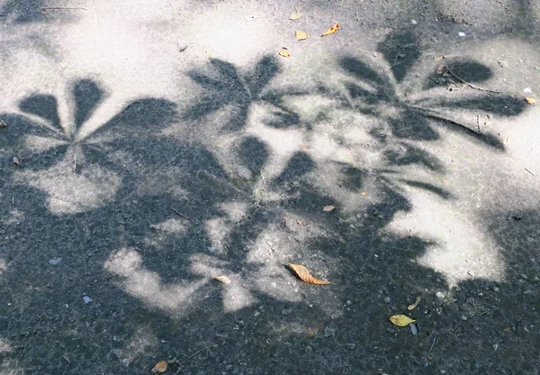 Sombra das folhas de uma castanheira no caminho do jardim — Fotografia de Stock