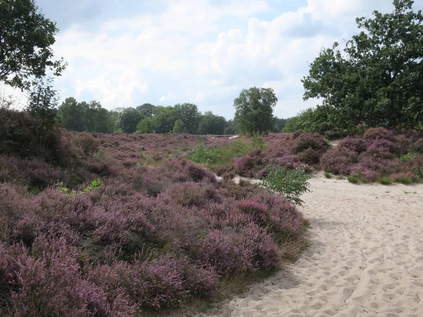 View on the moorlands blooming purple on a late august day — Stock Photo, Image