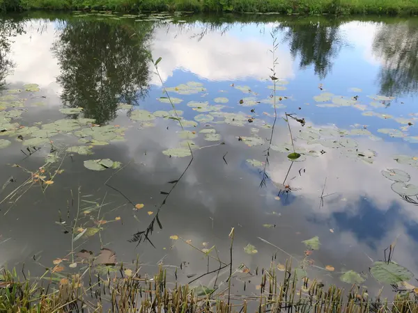 Zwei Schilfhalme in einem kleinen Fluss, die sich im Wasser spiegeln — Stockfoto
