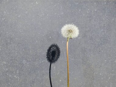 Bir karahindiba ve gri bir taş duvarda gölgesi var.