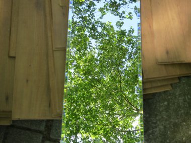 Ağaçları yansıtan bir ayna. Çöplerle birlikte sokakta yatıyor. 