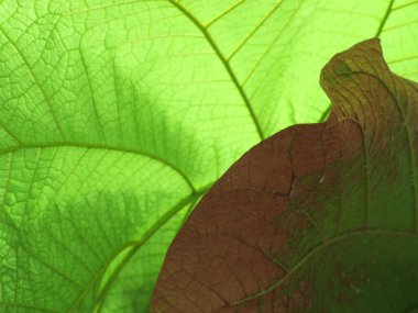 İki büyük yaprağın ana damar yapısının ayrıntıları