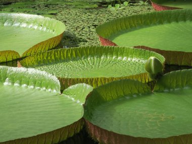 Victoria Amazonica ya da Hollanda Leiden 'daki botanik bahçesinin serasında büyük bir su zambağı.