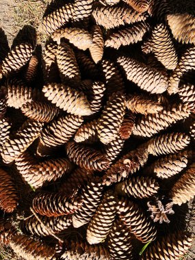 Bir sürü çam kozalakları. Doğal malzeme