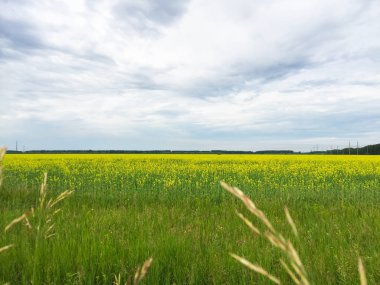 Büyük çiçekli hardal sarı zemin koyu gri yaz gökyüzü karşı. Sınırsız Rus bozkırlarında