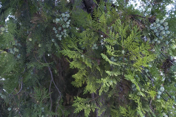 Una Rama Árbol Siempreverde Como Símbolo Vida Tierra —  Fotos de Stock