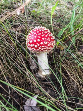 Parlak ve sulu çim arasında takas bir yeşil parlak kırmızı bir şapka ile yalnız bir sinek agaric standları