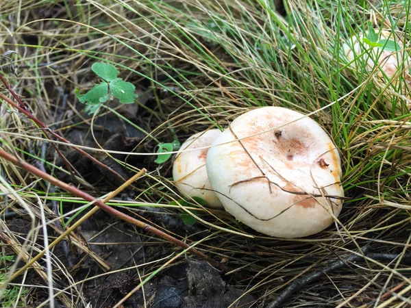 Fungus Mushroom Growing Out Ground Background Green Grass — Stock Photo, Image