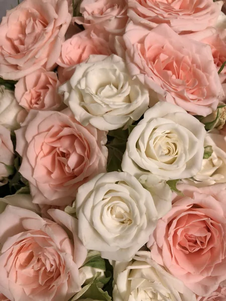 Фон Различных Тонких Розовых Белых Роз — стоковое фото