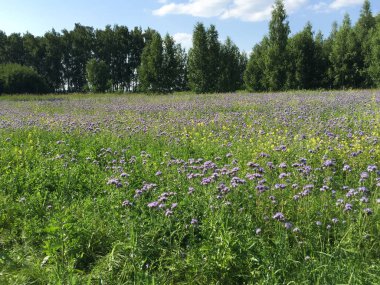 Hardal yetişen Çiçek tarlaları, phacelia, tatlı yonca ve diğer birçok bal bitkileri