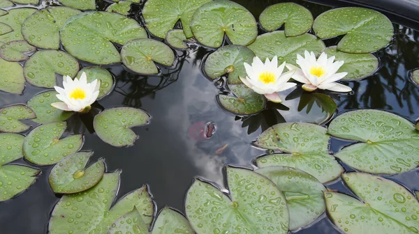 Sersemletici beyaz zambak ve çiğ taneleriyle kaplı yeşil yapraklar