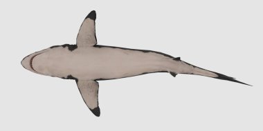 Büyük beyaz köpekbalığı beyaz arka planda oldukça detaylı ve gerçekçi üç boyutlu görüntüde izole edilmiş.