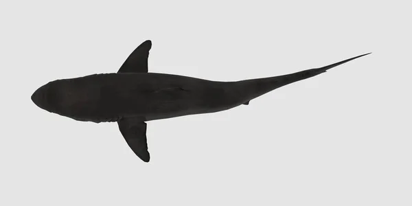 Gran Tiburón Blanco Aislado Sobre Fondo Blanco Imagen Extremadamente Detallada —  Fotos de Stock