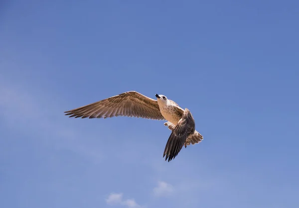 bird, water, animal, pelican, nature, seagull, wildlife, beach, flying, sea, ocean, flight, birds, lake, beak, blue, gull, duck, wing, sandpiper, fly, wild, feather, sand, brown bird, sky, wings, gulls, animals, white, freedom, feodosiyap, gull fligh