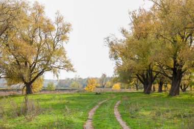 Sonbahar manzara. Kasım, karışık parke orman sonu. Bazen sonbahar Kuzey yarımkürede meydana unseasonably sıcak, Kuru hava bir süre pastırma yazı olduğunu. 