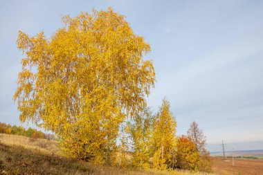 Sonbahar manzara. Kasım, karışık parke orman sonu. Bazen sonbahar Kuzey yarımkürede meydana unseasonably sıcak, Kuru hava bir süre pastırma yazı olduğunu. 
