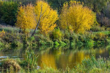 Sonbahar manzara. Nehir, farklı renkteki sonbahar ağaçlar. Eski Kuru ot. Şaşırtıcı derecede güzel manzara. Kış soğuk arifesinde üzgün zaman