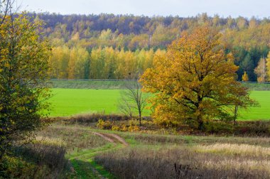 Sonbahar manzara. Sarı yapraklar meşe, kış bitkileri tahıl, çok renkli ağaçlarıyla kaplı tepeler. ağaçlarda sarı kırmızı. kabuk mavi gökyüzüne