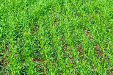 Sonbahar manzara. Yeşil genç buğday hububat ekili nehrin taşkın yatağının içinde kış bitkileri. Buğday, Kuru otların arasında dağ geçidi ile yeşil alan