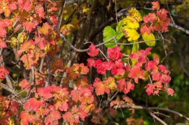 Doku, arka plan, desen. Ağaçlarda sonbahar, güzel sıkıcı zaman, parlak yaprakları dalları, yeşil kırmızı sarı