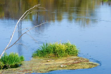 Sonbahar manzara. Nehir, farklı renkteki sonbahar ağaçlar. Eski Kuru ot. Şaşırtıcı derecede güzel manzara. Kış soğuk arifesinde üzgün zaman