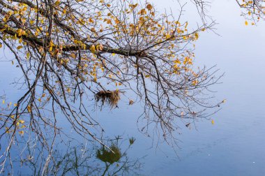 Sonbahar manzara. Nehir, farklı renkteki sonbahar ağaçlar. Eski Kuru ot. Şaşırtıcı derecede güzel manzara. Kış soğuk arifesinde üzgün zaman