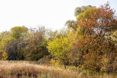 Sonbahar manzara. Orta yapraklı ve karışık orman. Doğa adam kış kar fırtınaları başlangıcından önce sakin ol, etraftaki dünyanın güzelliği sevinirler için harika bir fırsat veriyor..