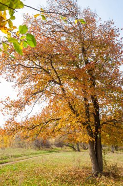 Sonbahar manzara. Kasım, karışık parke orman sonu. Bazen sonbahar Kuzey yarımkürede meydana unseasonably sıcak, Kuru hava bir süre pastırma yazı olduğunu. 