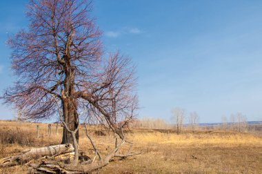Bahar manzara. erken baharda yalnız ağaç, ağaç yaprakları olmadan