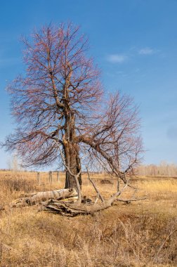 Bahar manzara. erken baharda yalnız ağaç, ağaç yaprakları olmadan