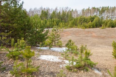 Bahar manzara. Çam ormanı, son kar erken ilkbaharda