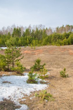 Bahar manzara. Çam ormanı, son kar erken ilkbaharda