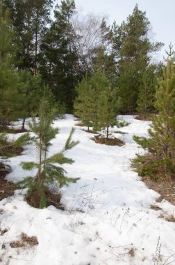 Bahar manzara. Çam ormanı, son kar erken ilkbaharda